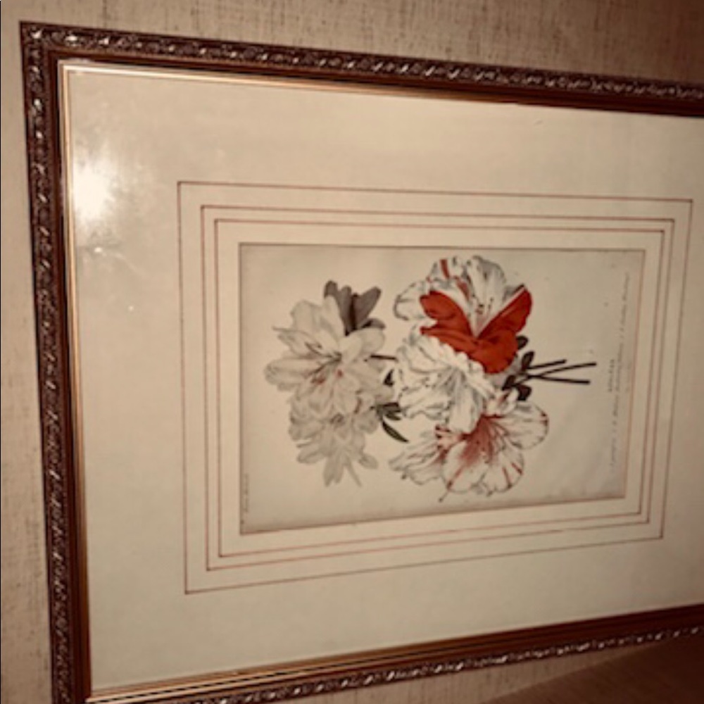 Antique Hand Colored Botanical Print Azaleas - Picture 15 of 15
